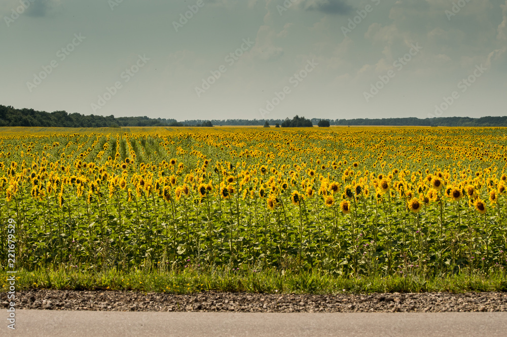 Field of sunflowers on a hot summer day