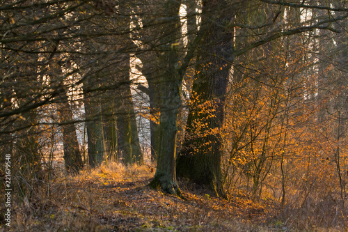Fototapeta Naklejka Na Ścianę i Meble -  jesień