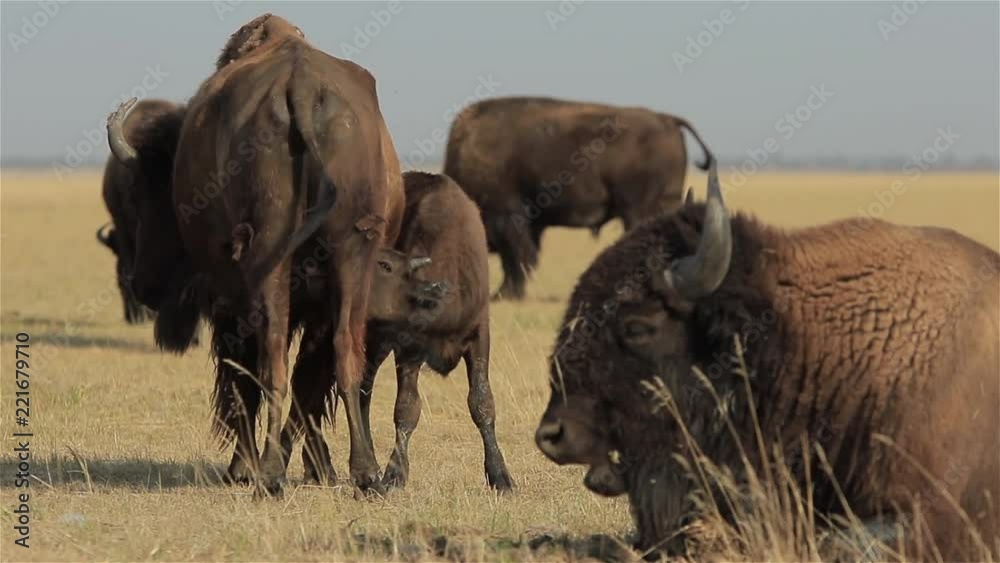 Young wild calf of American bison aggressively sucks his mother's milk nipping her with big male bison close-up in foreground (1080p, 25fps) Young wild calf of American bison aggressively sucks his mother's milk nipping her with big male bison close-up in foreground (1080p, 25fps)