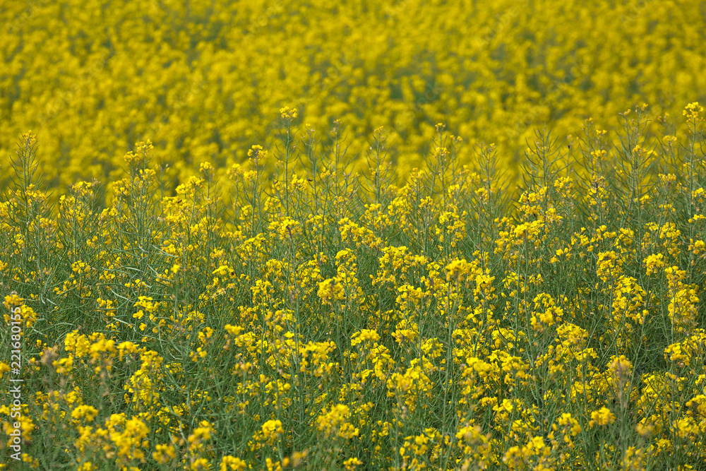 Fields of yellow mustard. Fields of yellow mustard.