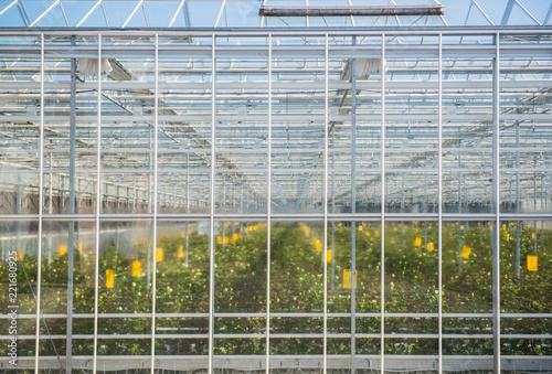large misted glass wall of the greenhouse with flowers