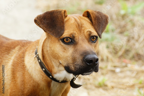 Beautiful crossbreed dog