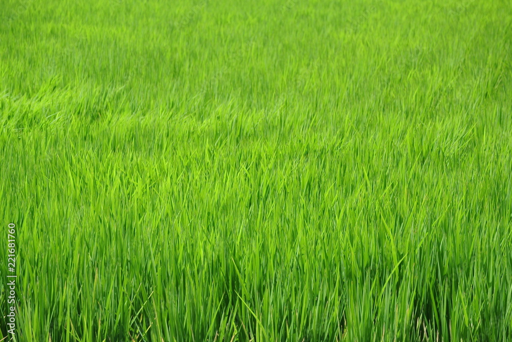 稲　青い　収穫