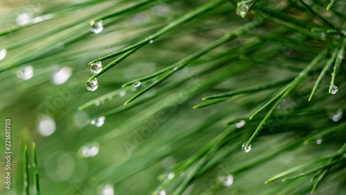 Pine needle with dewdrops in morning in Sochi