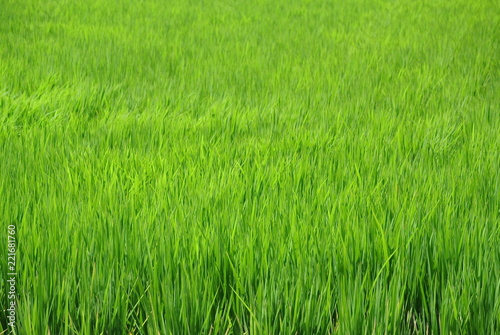 稲 青い 収穫