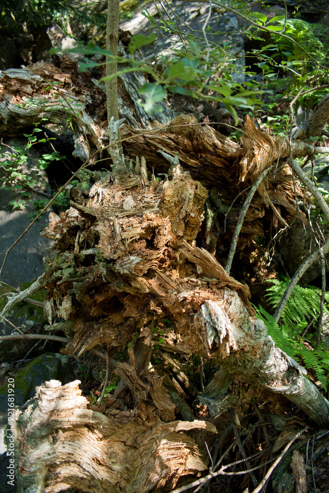 Tree in forest Tree in forest