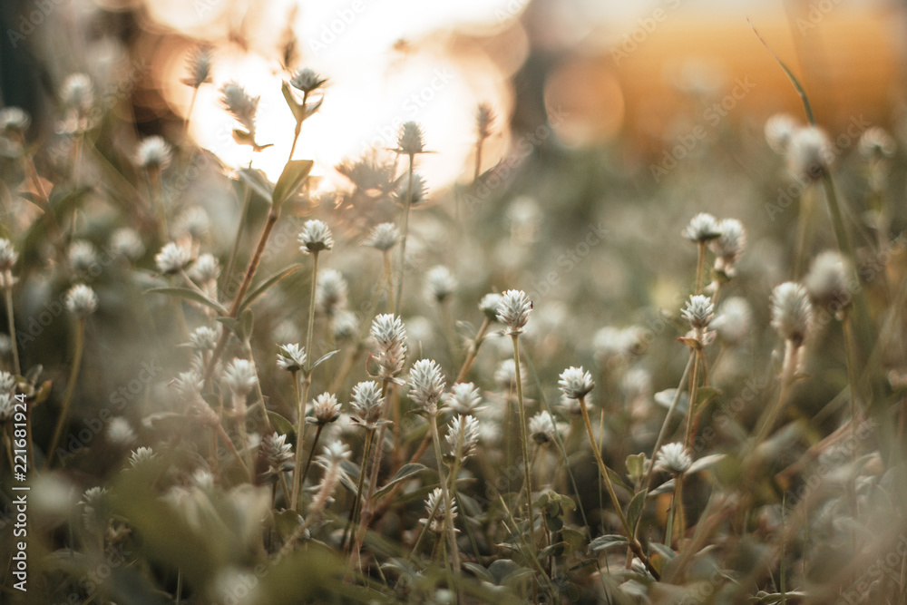 flower grass and sun light background flower grass and sun light background