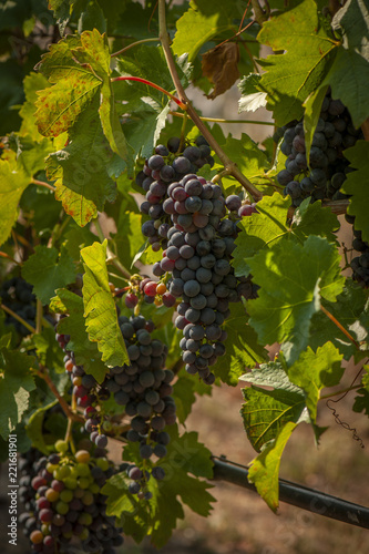 GRAPES IN A VINEYARD IN MONTENEGRO