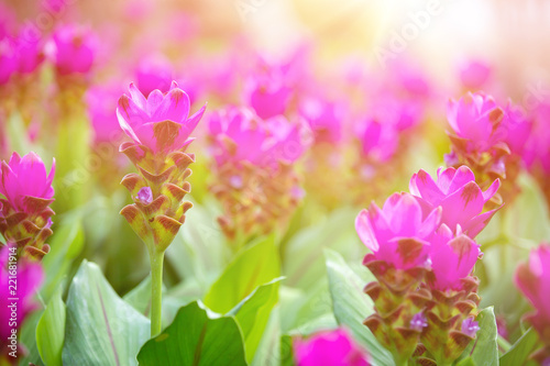 Abstract purple flowers with spring background