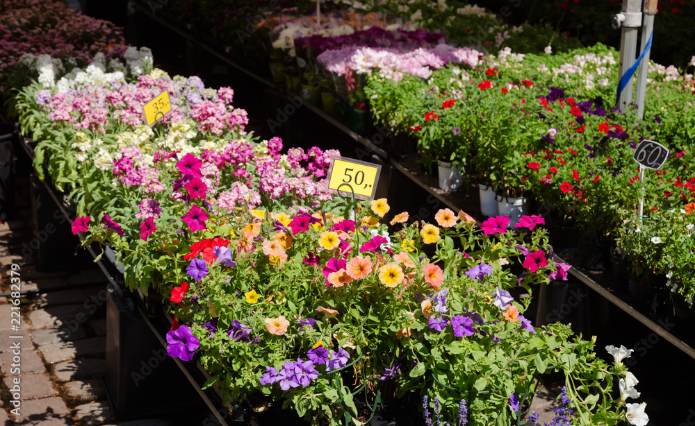 Potted flowers for sale at street market in Oslo Norway