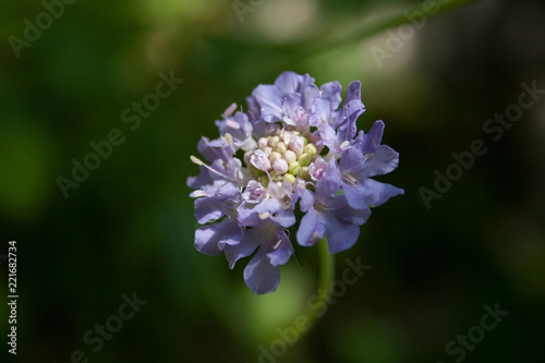 Closeup flower