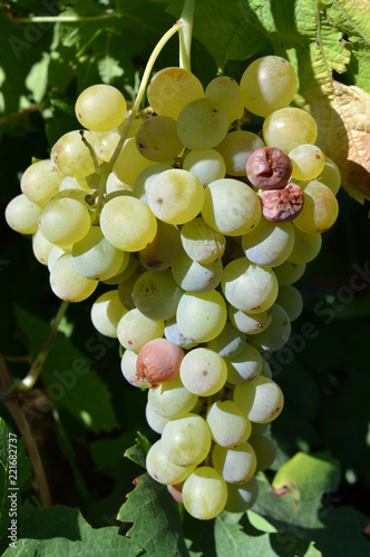 Close-up of a Bunch of White Grapes, Sicily, Italy, Nature, Macro