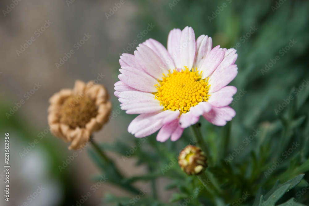 Daisy flower Daisy flower