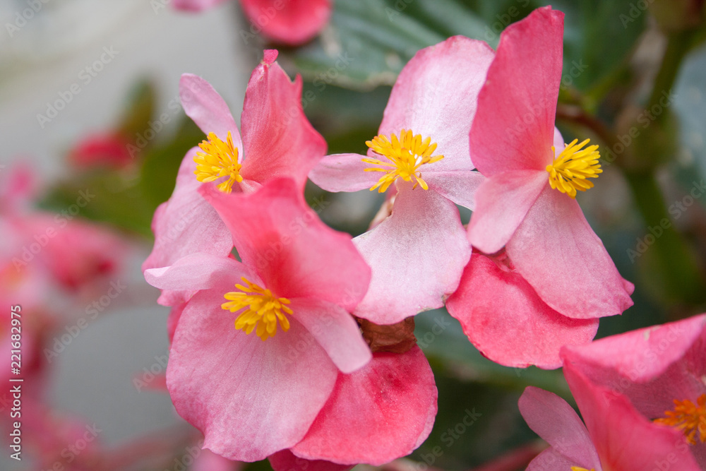 Pink flowers Pink flowers
