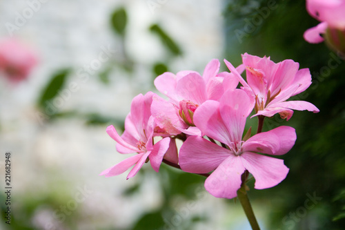 Pink flowers 