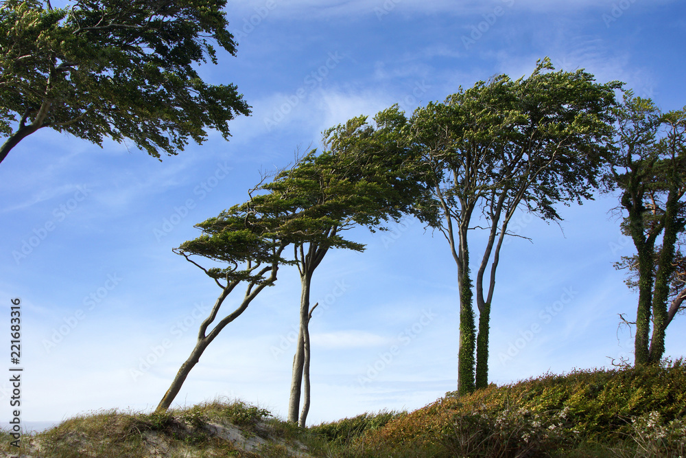 Windflüchter auf der Düne