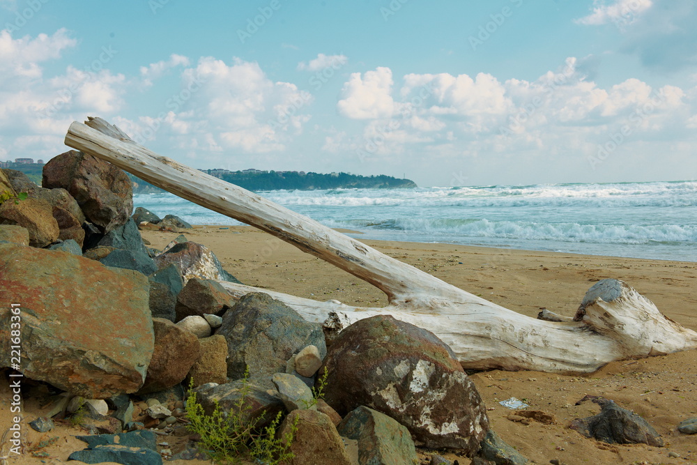 driftwood on the beach in Bulgaria