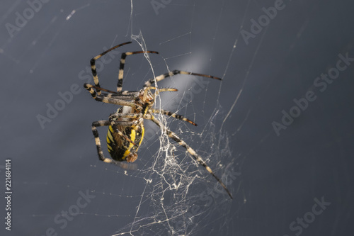 araignée tissant sa toile