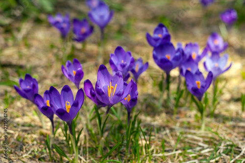 Alpine crocuses blossom in the mountains of the Carpathians on top of the mountain. Fresh beautiful purple crocuses. Flowering blue crocus in summer.