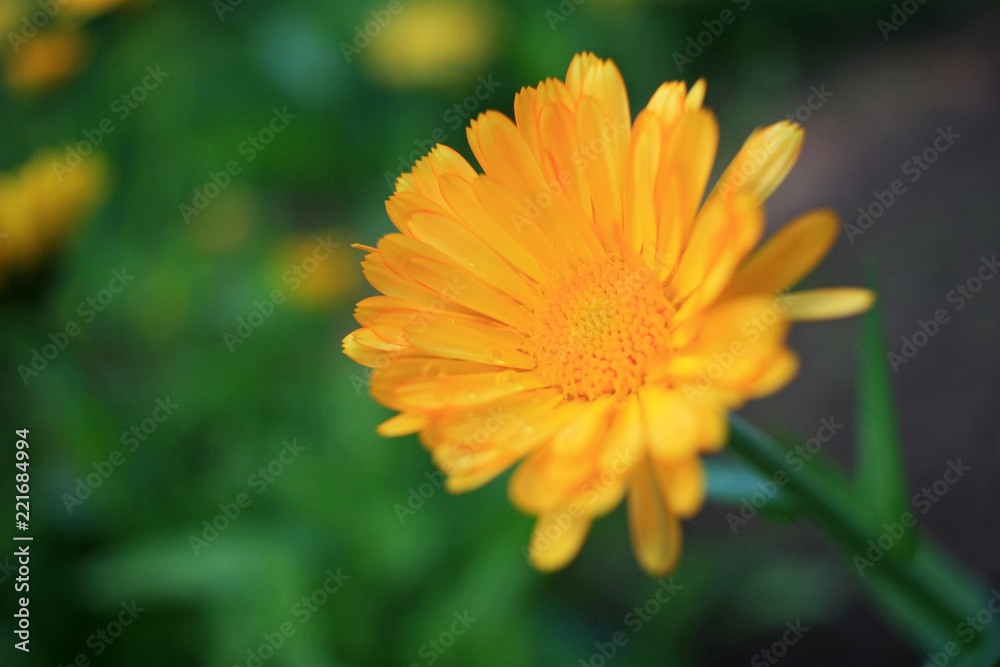 Yellow flowers in the garden Yellow flowers in the garden