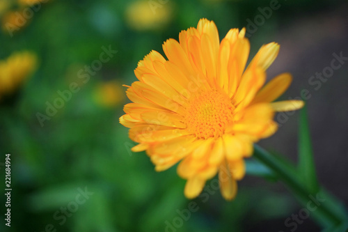 Yellow flowers in the garden © kos1976