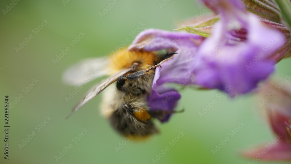 Biene mit Blume Biene mit Blume