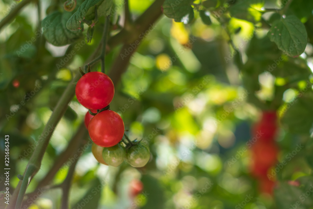 Rote Cherry Tomaten am Strauch im Gemüsegarten