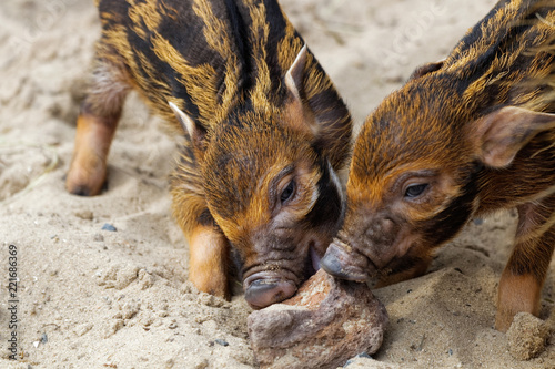Bébés potamochères