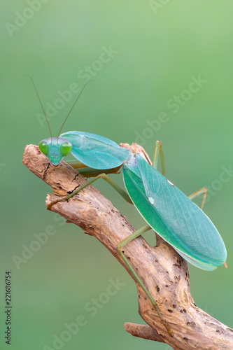 giant Asian shield mantis - Rhombodera basalis