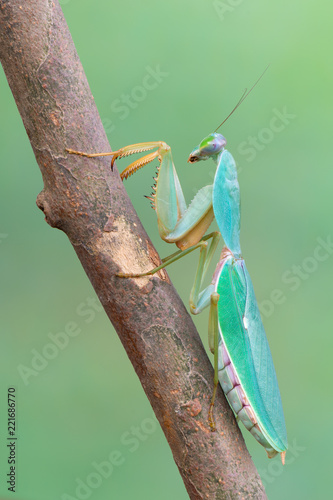 giant Asian shield mantis - Rhombodera basalis photo