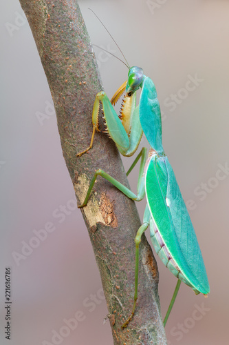 giant Asian shield mantis - Rhombodera basalis photo