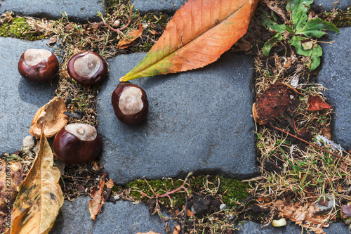 wild chestnuts, on cobblestone street, eurpa photo