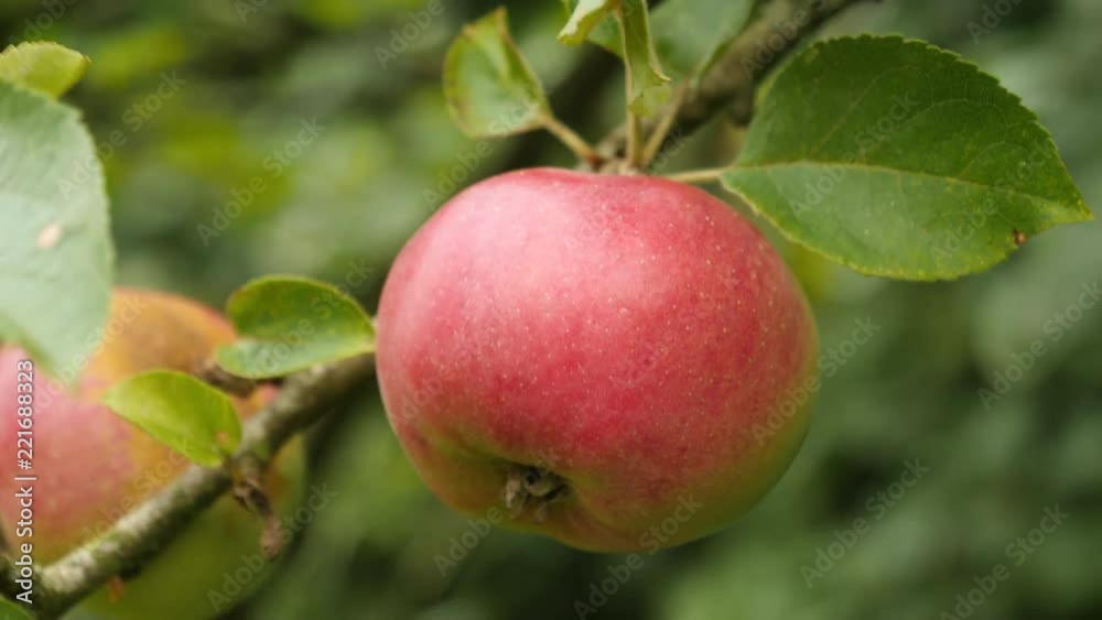 Red, ripe apple hanging from a tree. Close up. Red, ripe apple hanging from a tree. Close up.
