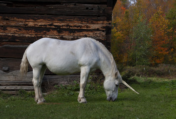 The mythical unicorn grazes in a grassy field beside a barn in Canada