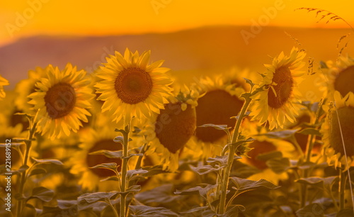 Sunflower at sunset. Blooming sunflower in the Stavropol region. A large kind of flowers.