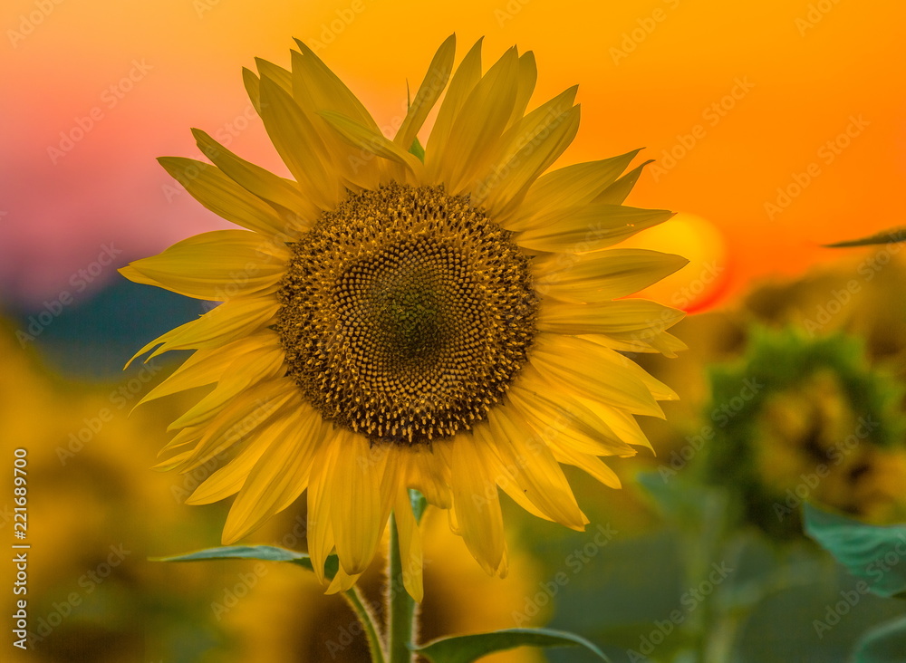 Fototapeta premium Sunflower at sunset. Blooming sunflower in the Stavropol region. A large kind of flowers.