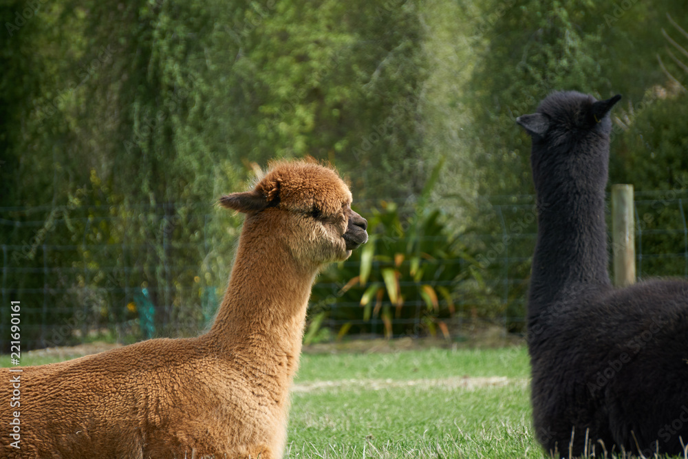 Fototapeta premium Alpaca on farm, New Zealand