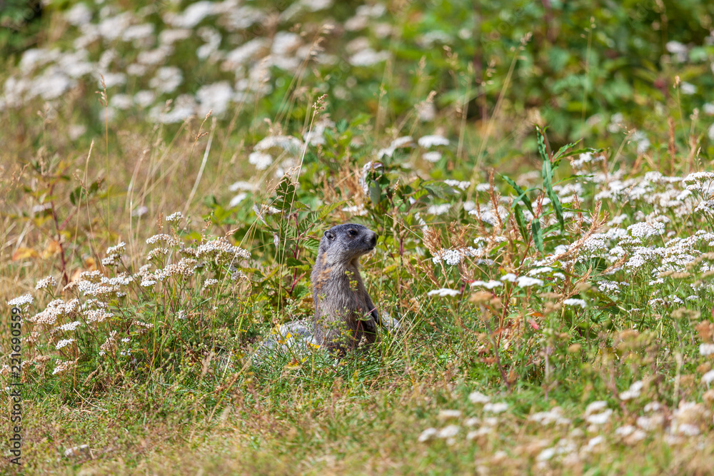 Une marmotte dans le Mercantour