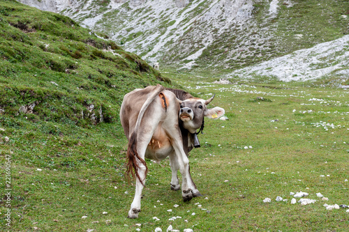 A cow licking its back grazing on a meadow high up in the mountains in the Tre Cime National Park, in the Italian Dolomites on a Summer Afternoon