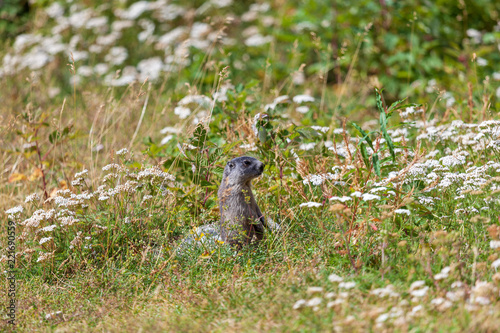 Obraz na płótnie Une marmotte dans le Mercantour w salonie