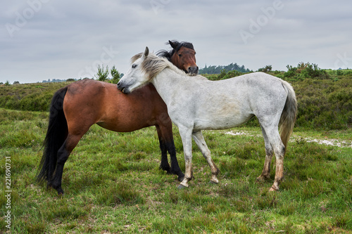 Wild Horses  © Rod Parsons
