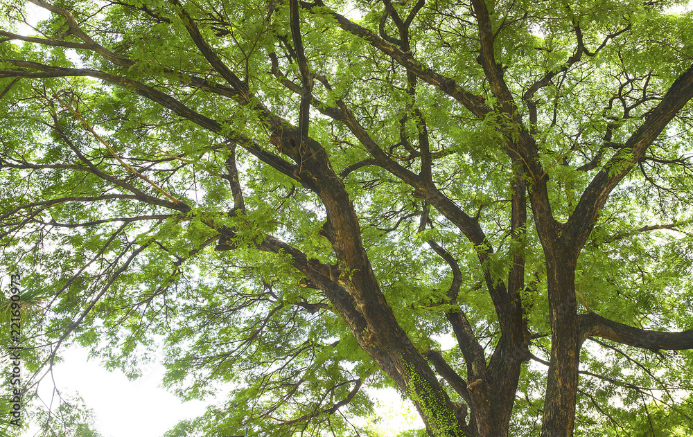 Fototapeta premium Look up at the trees in the forest. The nature of the green tree Has a beautiful branch. The sky is the background.