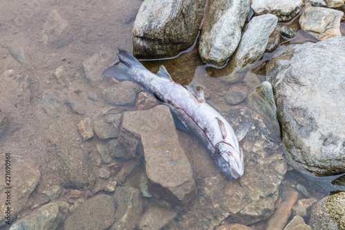 Kleiner toter Fisch in einem klaren Gebirgsbach photo