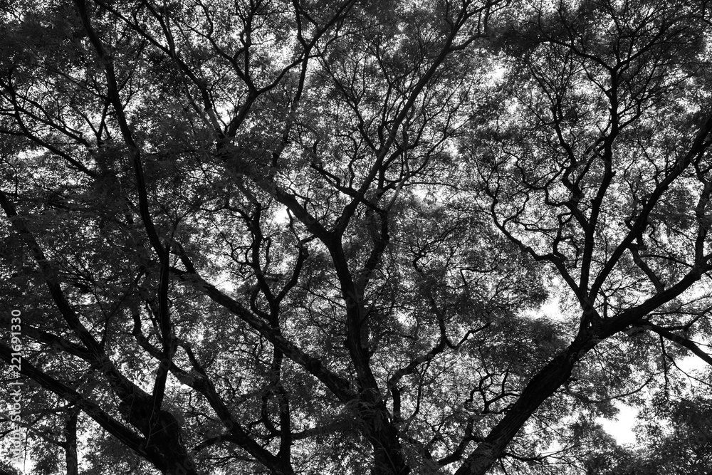 Look up at the trees in the forest. The nature of the green tree Has a beautiful branch. The sky is the background.Black and White concept. Look up at the trees in the forest. The nature of the green tree Has a beautiful branch. The sky is the background.Black and White concept.