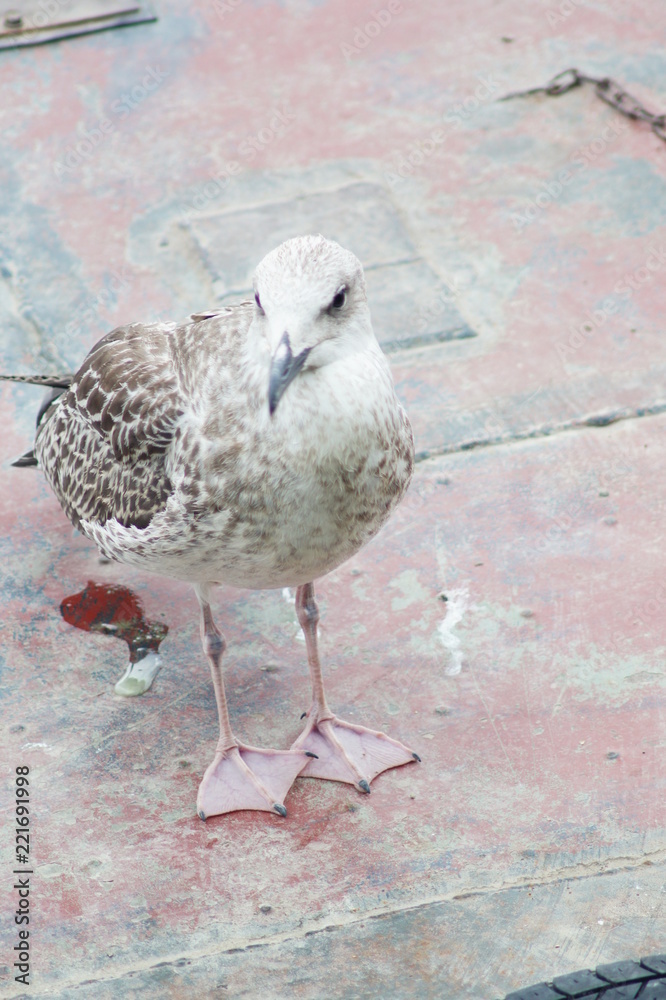 Obraz premium A seagull on the pond