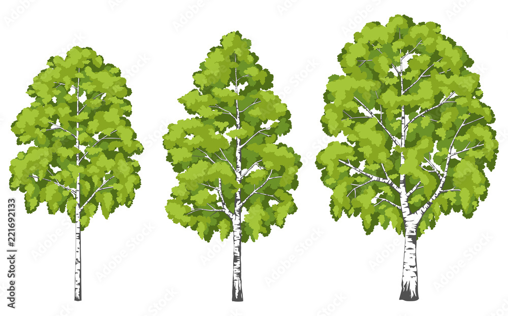 Fototapeta premium Birch tree. A set of images.