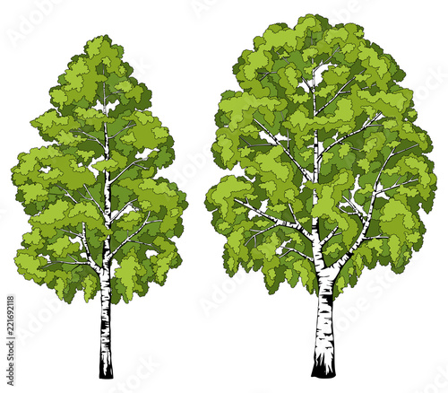 Birch tree. A set of images.