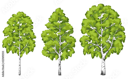 Fotografie, Obraz Birch tree. A set of images.