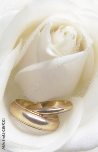 Wedding Rings on a Rose