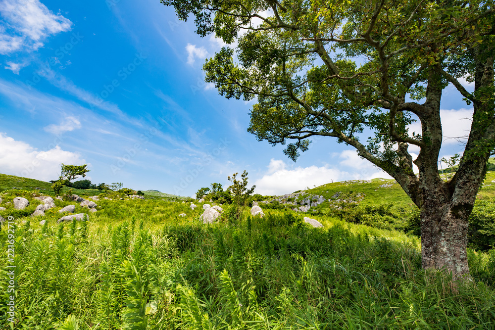 夏の平尾台【福岡県北九州市】